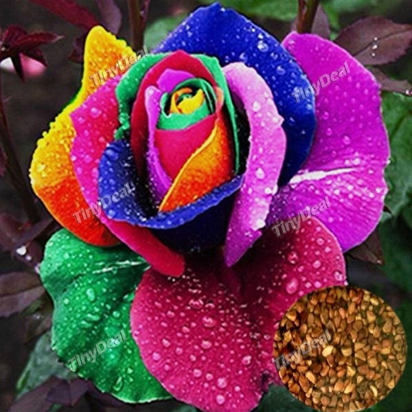 10pcs Colorful Rose Flower Plant Seeds Gift for Friends TDS-378192