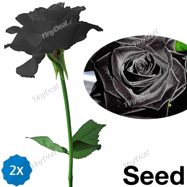 100pcs Black Rose Flower Plant Seeds