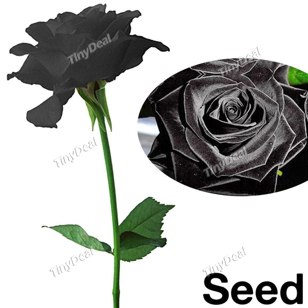 300pcs Black Rose Flower Plant Seeds